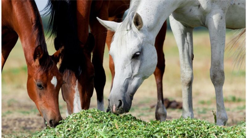 los caballos