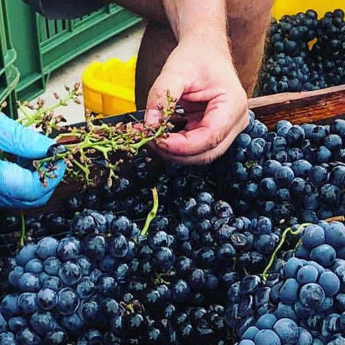 La Funci n Esencial De Las Despalilladoras De Uva En La Elaboraci n Del La Funci n Esencial De Las Despalilladoras De Uva En La Elaboraci n Del